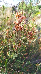 Erica erigena
