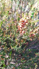 Erica erigena