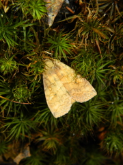 Eupsilia tristigmata
