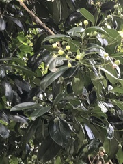Acronychia pedunculata