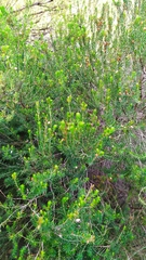 Erica erigena