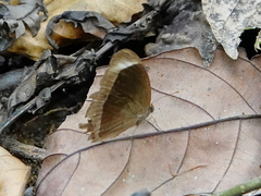 Mycalesis anaxias
