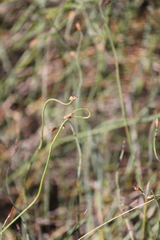 Lepidobolus drapetocoleus