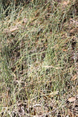 Lepidobolus drapetocoleus