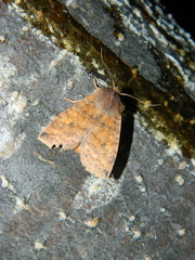 Eupsilia tristigmata