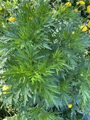 Artemisia vulgaris