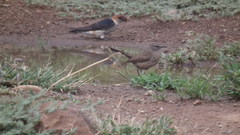 Cercotrichas coryphoeus
