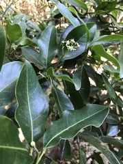 Acronychia pedunculata