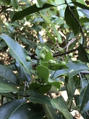 Acronychia pedunculata