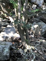 Acronychia pedunculata