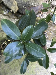 Acronychia pedunculata