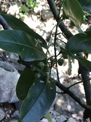 Acronychia pedunculata