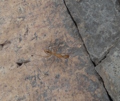 Camponotus importunus