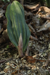 Cremastra appendiculata variabilis