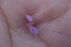 Indigofera sarmentosa