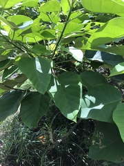 Aleurites moluccanus