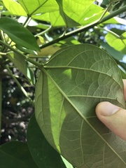 Aleurites moluccanus