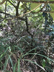 Aleurites moluccanus