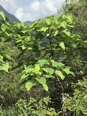 Aleurites moluccanus