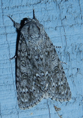Acronicta impressa