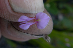 Indigofera sarmentosa