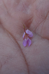 Indigofera sarmentosa