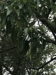 Aleurites moluccanus