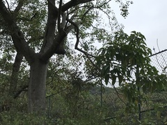 Aleurites moluccanus