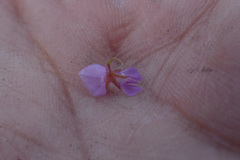 Indigofera sarmentosa