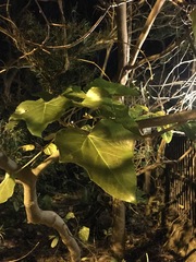 Aleurites moluccanus