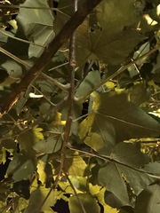 Aleurites moluccanus