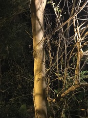 Aleurites moluccanus