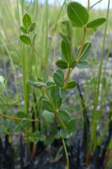 Indigofera sarmentosa