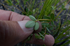 Indigofera sarmentosa