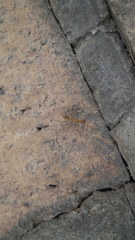 Camponotus importunus