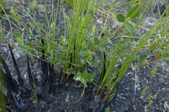 Indigofera sarmentosa
