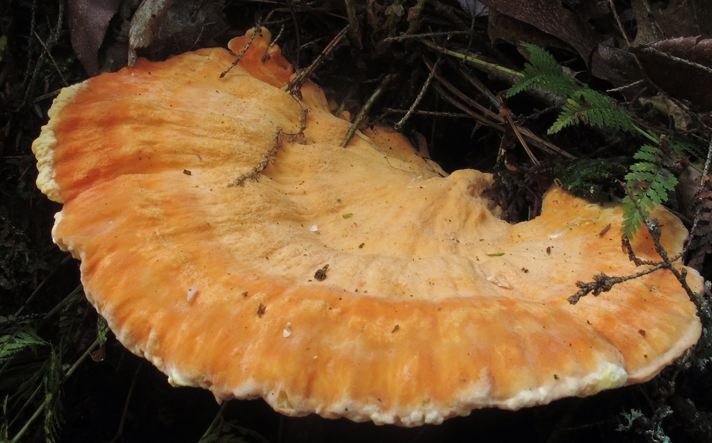 Laetiporus huroniensis