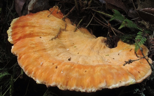 Laetiporus huroniensis Burds. & Banik