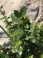 Psychotria serpens