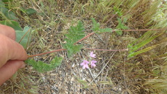 Erodium cicutarium