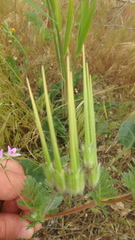 Erodium cicutarium