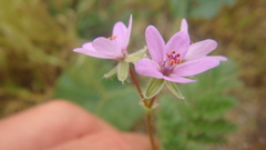 Erodium cicutarium