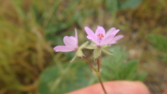 Erodium cicutarium