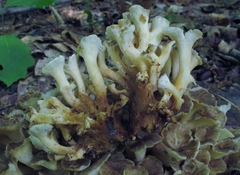 Polyporus umbellatus image