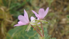 Erodium cicutarium