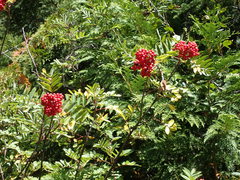 Sorbus sitchensis sitchensis