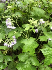 Hydrophyllum appendiculatum