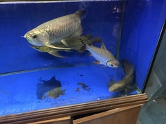 Semaprochilodus insignis