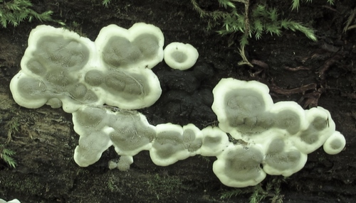 Paprastasis pelengrybis nuotrauka