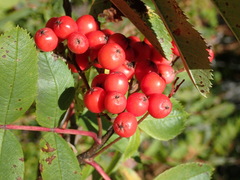 Sorbus sitchensis sitchensis